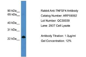 WB Suggested Anti-TNFSF4  Antibody Titration: 0. (TNFSF4 Antikörper  (Middle Region))