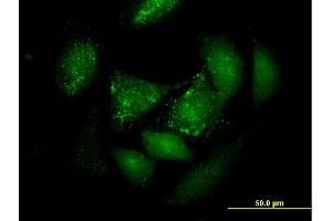 Immunofluorescence of purified MaxPab antibody to PER3 on HeLa cell. (PER3 Antikörper  (AA 1-378))