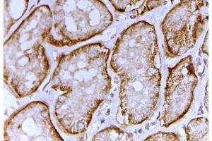 SLC26A1 antibody (2 ug/ml) staining of paraffin embedded Human Kidney. (SLC26A1 Antikörper  (AA 685-698))