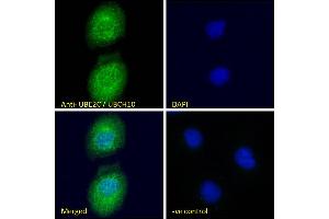 Immunofluorescence (IF) image for anti-Ubiquitin-Conjugating Enzyme E2C (UBE2C) (C-Term) antibody (ABIN184805)