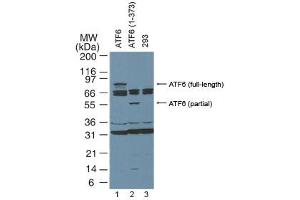 ATF6 Western Blot. (ATF6 Antikörper  (N-Term))