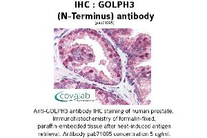 Image no. 1 for anti-Golgi phosphoprotein 3 (Coat-Protein) (GOLPH3) (N-Term) antibody (ABIN1734859) (GOLPH3 Antikörper  (N-Term))