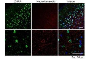 ZNRF1 Antibody (10µg/ml) staining of paraffin embedded Mouse Cerebral Cortex. (ZNRF1 Antikörper)