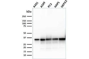 Western Blot Analysis of Human A431, A549, PC3, HAP1, HePG2, cell lysate using APEX Nuclease I Mouse Monoclonal Antibody (CPTC-APEX1-2). (SHP1 Antikörper)