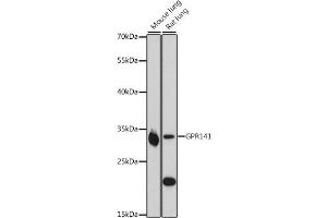 Western blot analysis of extracts of various cell lines, using GPR141 antibody (ABIN7267295) at 1:1000 dilution. (GPR141 Antikörper  (AA 50-150))
