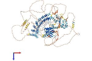 ANKS1B Protein (AA 1-1248) (His tag)