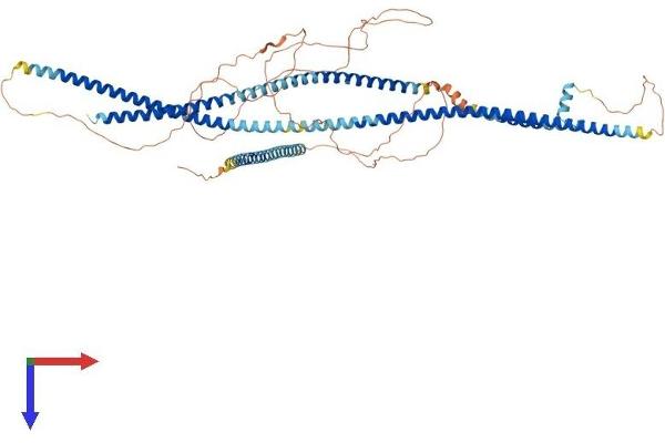 LRRFIP2 Protein (AA 1-721) (His tag)