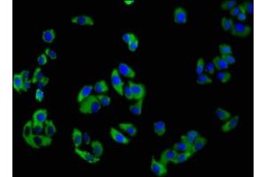Immunofluorescence staining of HepG2 cells with ABIN7161080 at 1:100, counter-stained with DAPI. (NCR3 Antikörper  (AA 19-135))