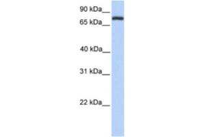 Western Blotting (WB) image for anti-Collectin Sub-Family Member 12 (COLEC12) antibody (ABIN2463327) (COLEC12 Antikörper)