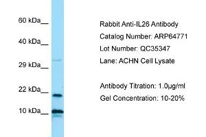 Western Blotting (WB) image for anti-Interleukin 26 (IL26) (N-Term) antibody (ABIN2774408) (IL-26 Antikörper  (N-Term))