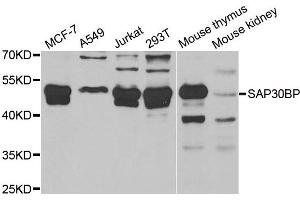 Western blot analysis of extracts of various cell lines, using SAP30BP antibody. (SAP30BP Antikörper)