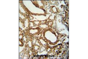 INSC antibody immunohistochemistry analysis in formalin fixed and paraffin embedded human kidney tissue followed by peroxidase conjugation of the secondary antibody and DAB staining. (INSC Antikörper  (C-Term))