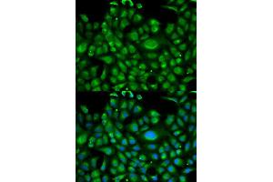 Immunofluorescence analysis of U2OS cell using HSPA1L antibody. (HSPA1L Antikörper  (AA 342-641))