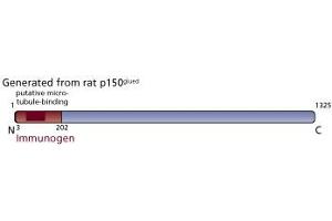 Image no. 3 for anti-Dynactin 1 (DCTN1) (AA 3-202) antibody (ABIN967996) (Dynactin 1 Antikörper  (AA 3-202))