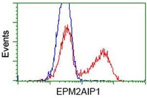 Flow Cytometry (FACS) image for anti-EPM2A (Laforin) Interacting Protein 1 (EPM2AIP1) antibody (ABIN1498044) (EPM2AIP1 Antikörper)