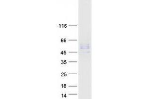 Validation with Western Blot (EPYC Protein (Myc-DYKDDDDK Tag))