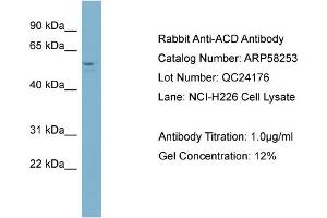 WB Suggested Anti-ACD  Antibody Titration: 0. (ACD Antikörper  (Middle Region))