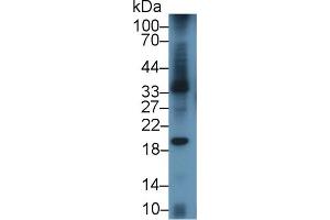 Western blot analysis of Mouse Spleen lysate, using Mouse LAB7-1 Antibody (3 µg/ml) and HRP-conjugated Goat Anti-Rabbit antibody ( (CD80 Antikörper  (AA 38-246))
