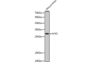 Western blot analysis of extracts of Mouse brain, using MXI1 antibody (ABIN6128219, ABIN6144207, ABIN6144209 and ABIN6222361) at 1:1000 dilution. (MXI1 Antikörper  (AA 76-295))