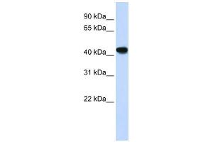 WB Suggested Anti-ADH1B Antibody Titration:  0. (ADH1B Antikörper  (N-Term))