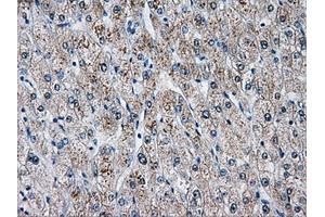 Immunohistochemical staining of paraffin-embedded pancreas tissue using anti-AKR1A1mouse monoclonal antibody. (AKR1A1 Antikörper)