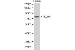 Western blot analysis of extracts of HepG2 cell lines, using ALOX5 antibody. (ALOX5 Antikörper  (AA 1-300))