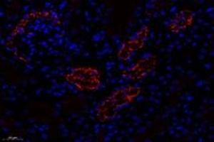 Immunofluorescent analysis of paraformaldehyde-fixed mouse kidney using,CTSV (ABIN7073348) at dilution of 1: 600 (Cathepsin L2 Antikörper)