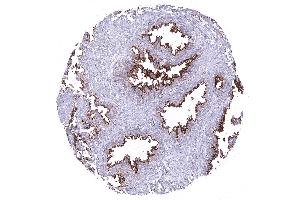 seminal vesicle (ANO1 Antikörper  (AA 2-101))