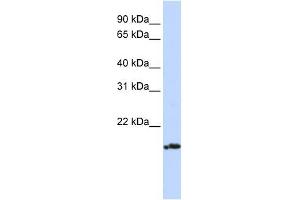 PLDN antibody used at 1 ug/ml to detect target protein.