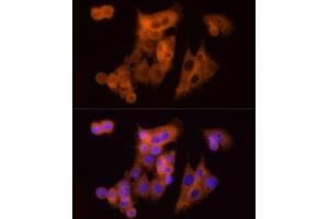 Immunofluorescence analysis of HepG2 cells using CLIC1 Rabbit pAb (ABIN6128983, ABIN6138719, ABIN6138721 and ABIN6217770) at dilution of 1:150 (40x lens). (CLIC1 Antikörper  (AA 42-241))