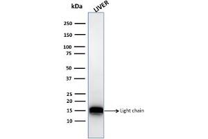 Western Blot Analysis of human liver tissue lysate using Cathepsin D Mouse Monoclonal Antibody (CTSD/3082).