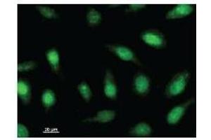 Immunostaining analysis in HeLa cells. (ARNTL2 Antikörper)