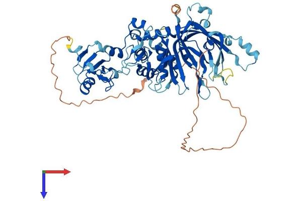 USP39 Protein (AA 1-564) (His tag)