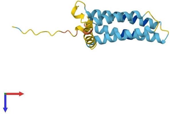 PLP2 Protein (AA 1-152) (His tag)