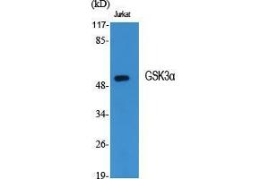 Western Blot (WB) analysis of specific cells using GSK3alpha Polyclonal Antibody. (GSK3 alpha Antikörper  (Ser45))