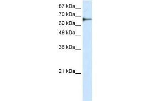 Transfected 293T; WB Suggested Anti-L3MBTL2 Antibody Titration: 0. (L3MBTL2 Antikörper  (C-Term))