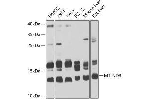 Western blot analysis of extracts of various cell lines, using MT-ND3 Antibody (ABIN6135087, ABIN6144109, ABIN6144110 and ABIN6225270) at 1:1000 dilution. (MT-ND3 Antikörper  (AA 1-100))