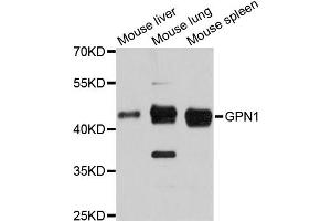 Western blot analysis of extracts of various cell lines, using GPN1 antibody (ABIN6294052) at 1:3000 dilution. (GPN1 Antikörper)