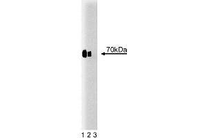 Western blot analysis of Cox-2 on a lysate from mouse macrophages treated with IFNgamma and LPS. (PTGS2 Antikörper  (AA 368-604))