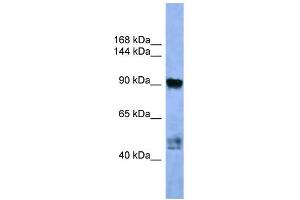 WB Suggested Anti-AP2A2 Antibody Titration: 0. (AP2A2 Antikörper  (C-Term))