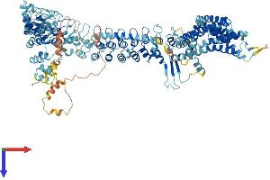 TRPA1 Protein (AA 1-1119) (His tag)