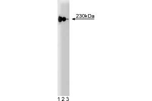 Western Blotting (WB) image for anti-p230 Trans Golgi (AA 2063-2179) antibody (ABIN968453) (p230 Trans Golgi (AA 2063-2179) Antikörper)
