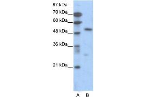 WB Suggested Anti-TCF7  Antibody Titration: 0. (TCF7 Antikörper  (C-Term))