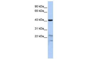 Secernin 2 antibody used at 1 ug/ml to detect target protein. (SCRN2 Antikörper  (N-Term))