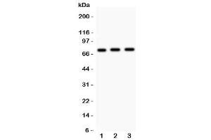 Western blot testing of Myb antibody and human samples 1:  placenta (MYB Antikörper  (AA 1-201))