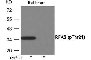 Western blot analysis of extracts from Rat heart using RFA2 (Phospho-Thr21) Antibody. (RPA2 Antikörper  (pThr21))