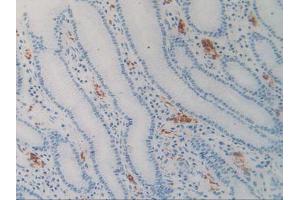 Figure. (SIRPA Antikörper  (AA 105-324))