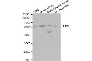 Western blot analysis of extracts of various cell lines, using PRF1 antibody. (Perforin 1 Antikörper  (AA 280-555))