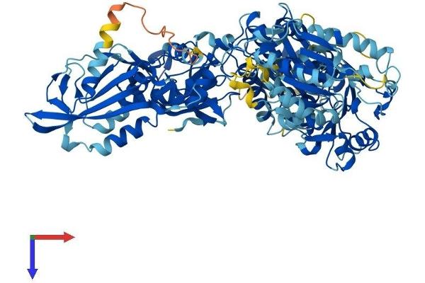 SLFN5 Protein (AA 1-891) (His tag)