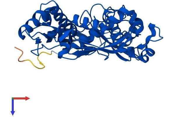 MAT2A Protein (AA 1-395) (His tag)